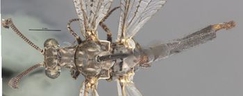 Media type: image;   Entomology 10619 Aspect: habitus dorsal view